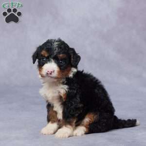 Lindy, Mini Bernedoodle Puppy
